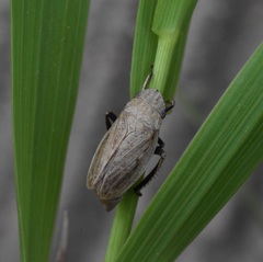 Prairiana