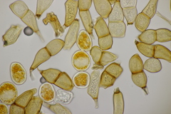 Puccinia allii