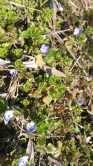 Veronica persica