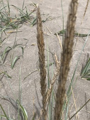 Leymus mollis mollis
