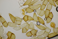 Puccinia allii