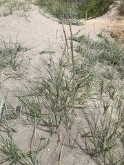 Leymus mollis mollis