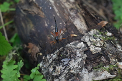 Tanyptera
