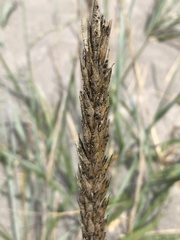 Leymus mollis mollis