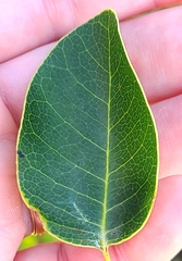 Metopium toxiferum image
