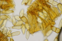 Puccinia allii