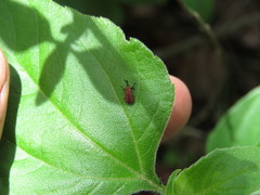 Pentispa suturalis