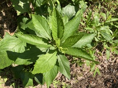 Verbesina alternifolia