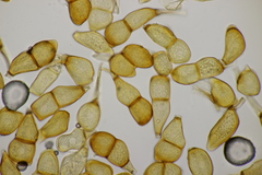 Puccinia allii
