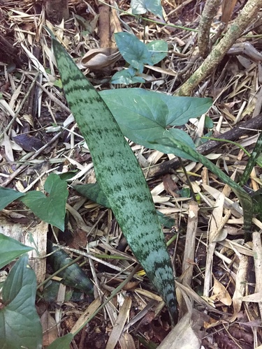 Sansevieria trifasciata 'Moonshine'