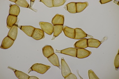 Puccinia allii