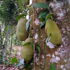 Artocarpus integer