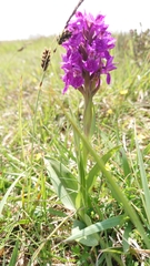 Dactylorhiza praetermissa