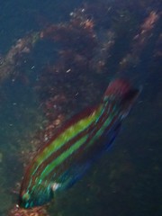 Green Senator Wrasse photo 4