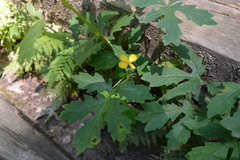 Stylophorum diphyllum