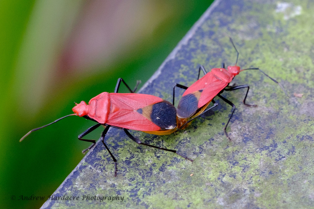 Dindymus sanguineus