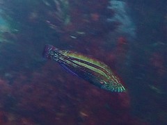 Green Senator Wrasse photo 2