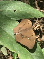 Adoliadini