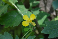 Stylophorum diphyllum