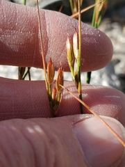 Juncus parryi
