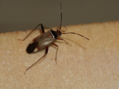 Adelphocoris vandalicus