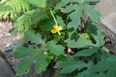 Stylophorum diphyllum