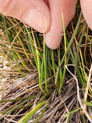 Juncus parryi