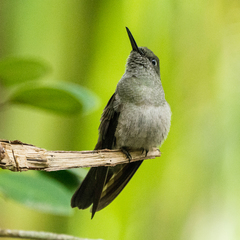 Eupetomena cirrochloris