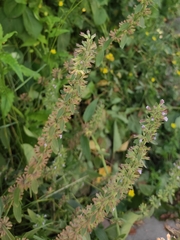 Dracocephalum thymiflorum