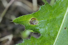 Puccinia cnici-oleracei