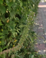 Dracocephalum thymiflorum