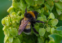 Bombus sporadicus