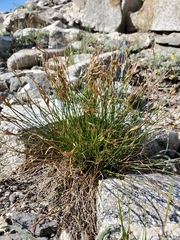 Juncus parryi