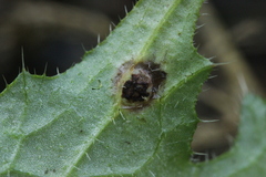 Puccinia cnici-oleracei