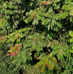 Pometia pinnata