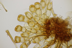 Puccinia cnici-oleracei