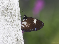 Euploea radamanthus