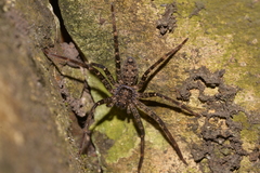 Heteropoda renibulbis