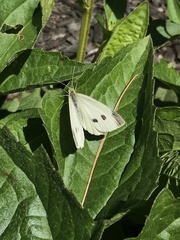 Pieris rapae