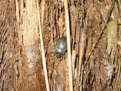 Mimopeus opaculus