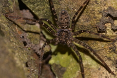 Heteropoda renibulbis