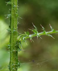 Cirsium palustre