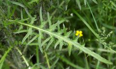 Cirsium palustre