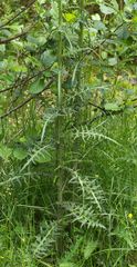Cirsium palustre