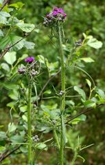 Cirsium palustre