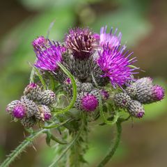 Cirsium palustre