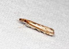 Anaclastis apicistrigellus