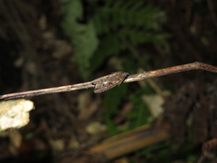 Cryptaspasma querula