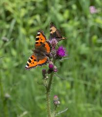 Aglais urticae