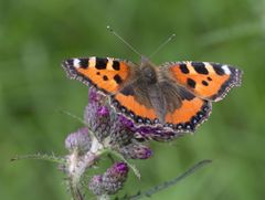 Aglais urticae